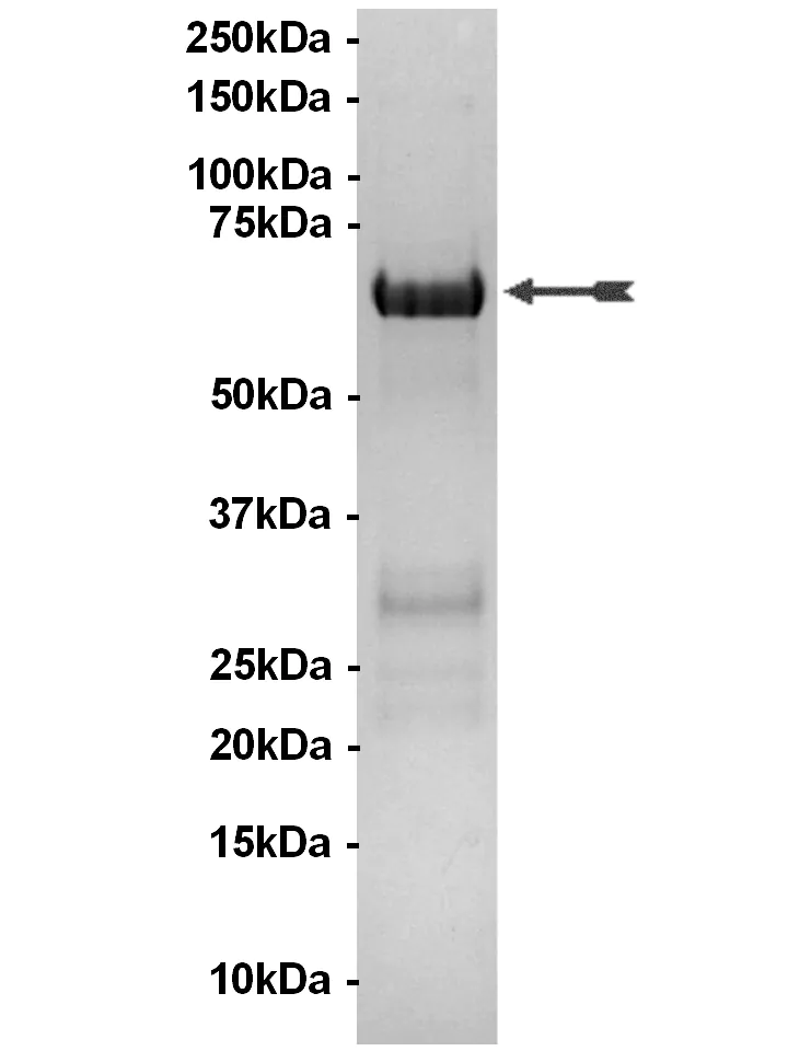 MAPKAP Kinase 3, unactive Human Recombinant Kinase Protein
