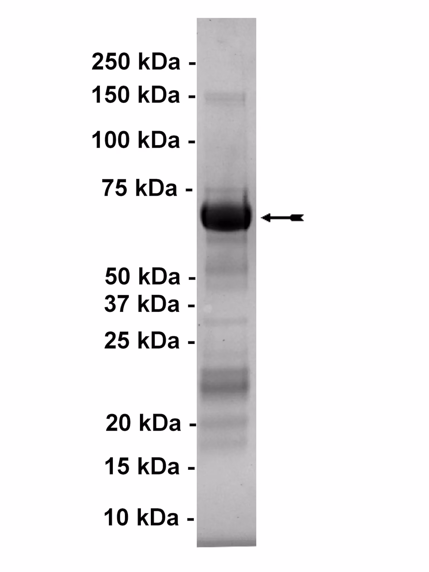 MAPKAP Kinase 3, active Human Recombinant Kinase Protein