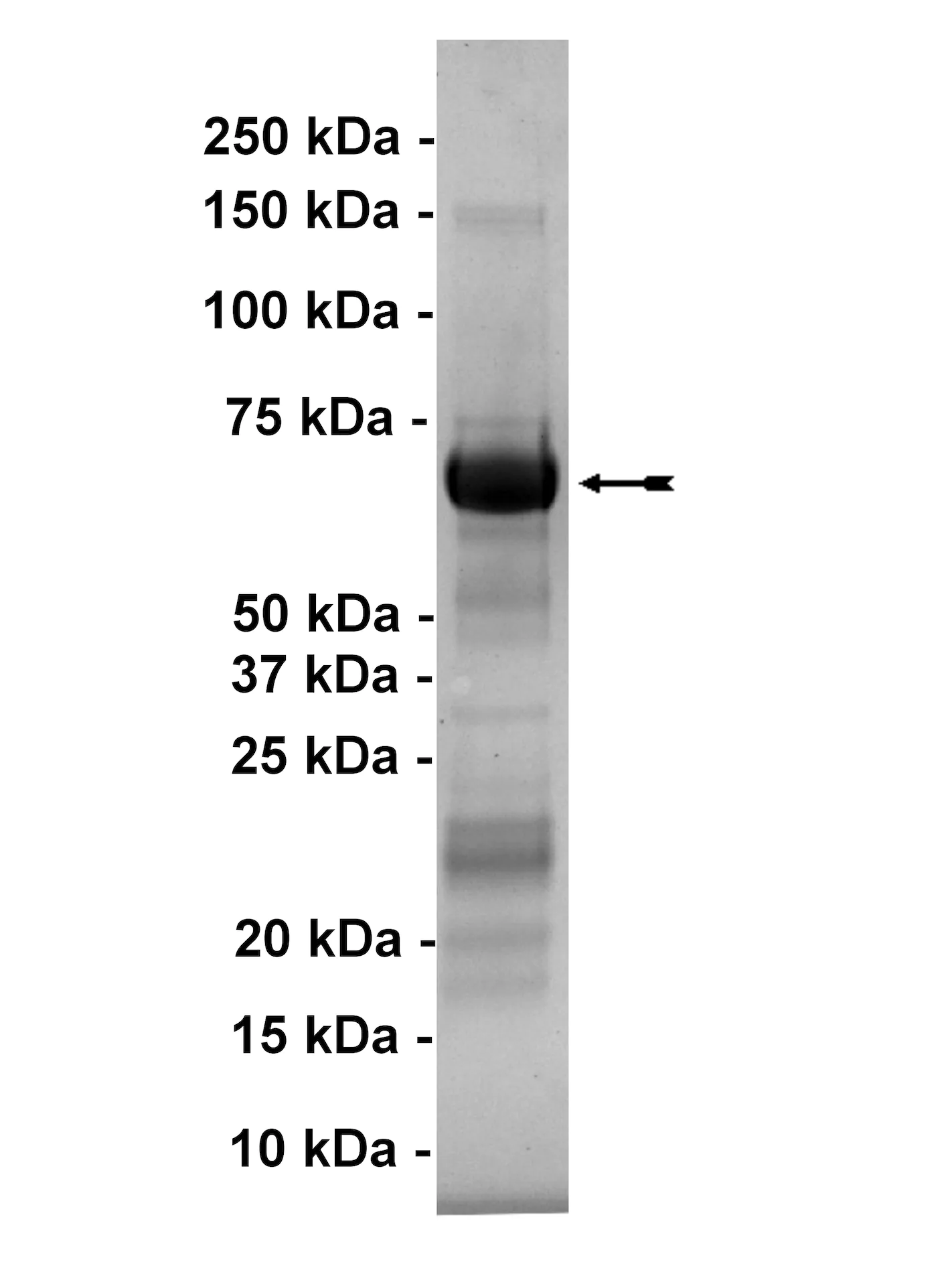 MAPKAP Kinase 3, active Human Recombinant Kinase Protein