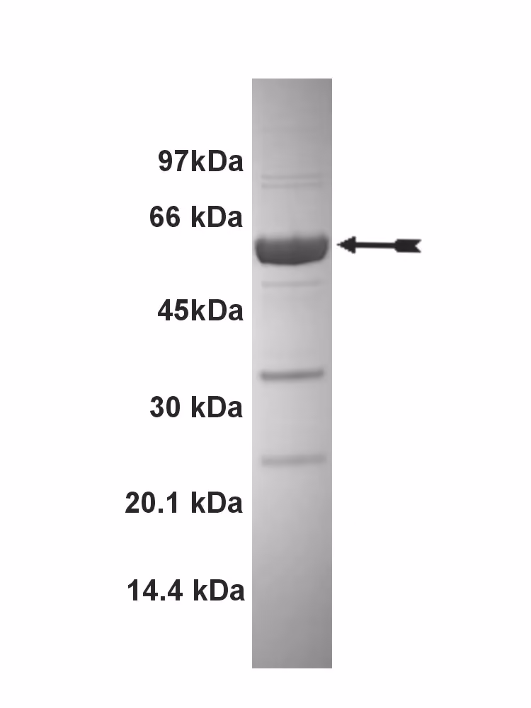 PAK4, active Human Recombinant Kinase Protein