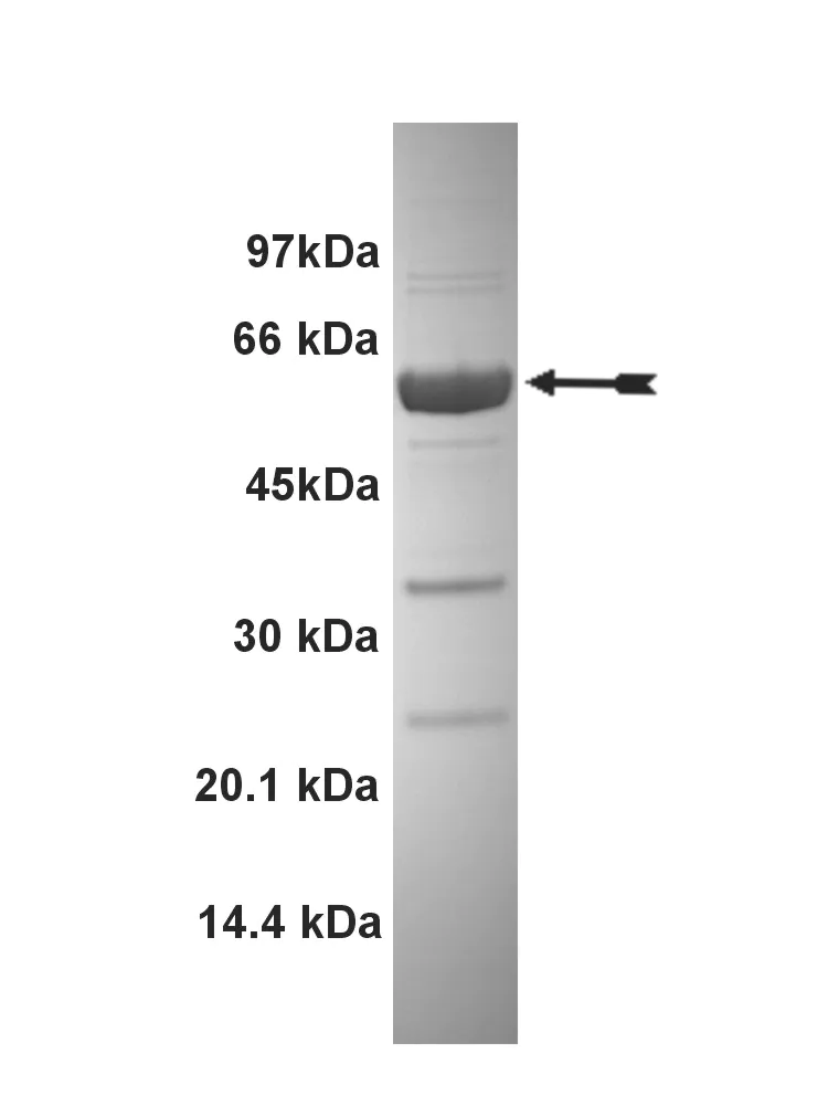 PAK4, active Human Recombinant Kinase Protein