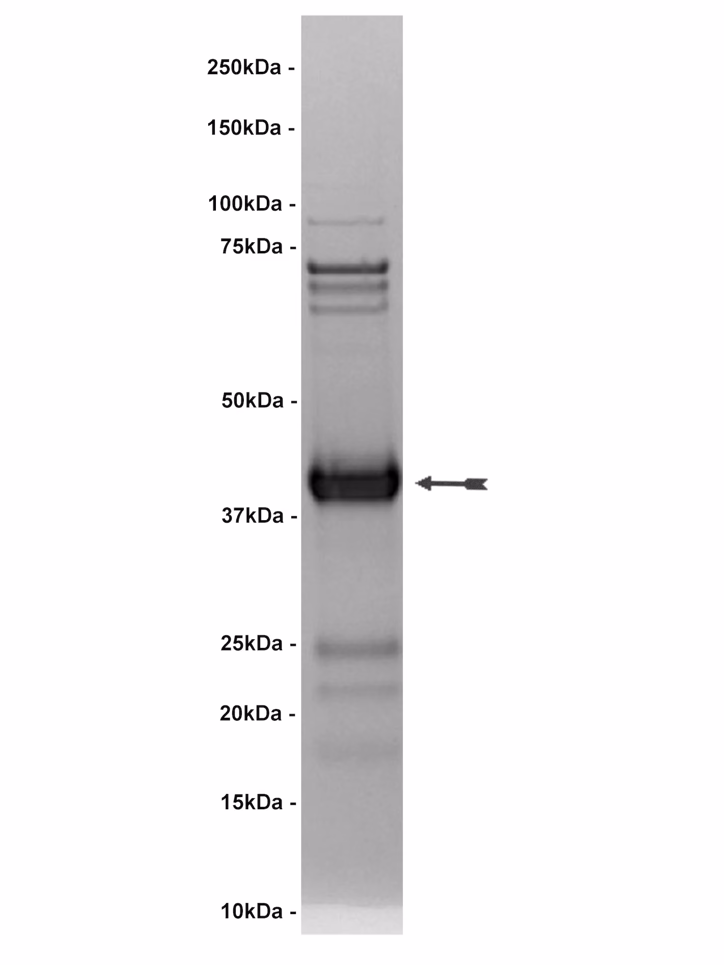 14-593
