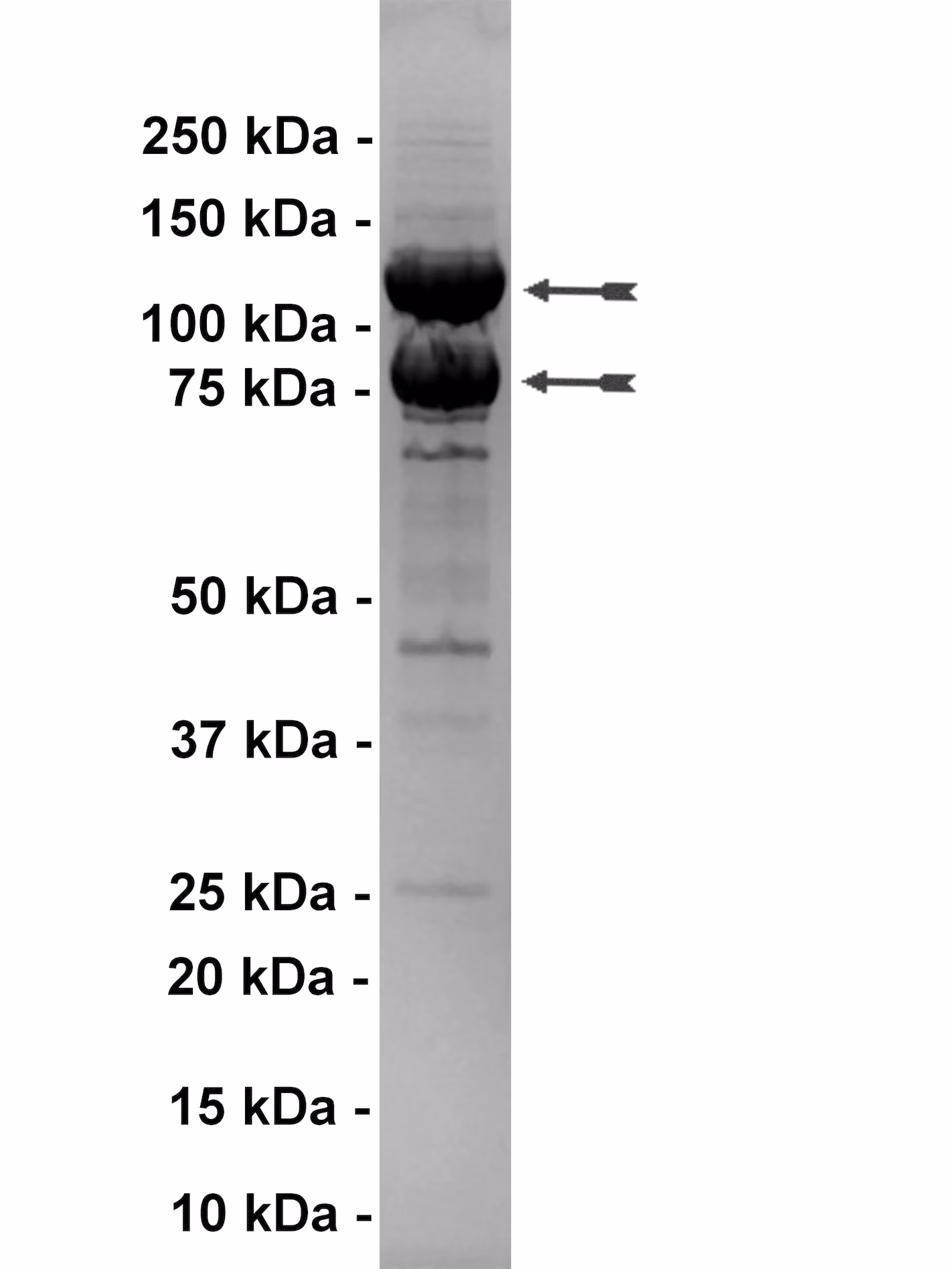 PI3 Kinase (p110β/p85α), active Human Recombinant Kinase Protein