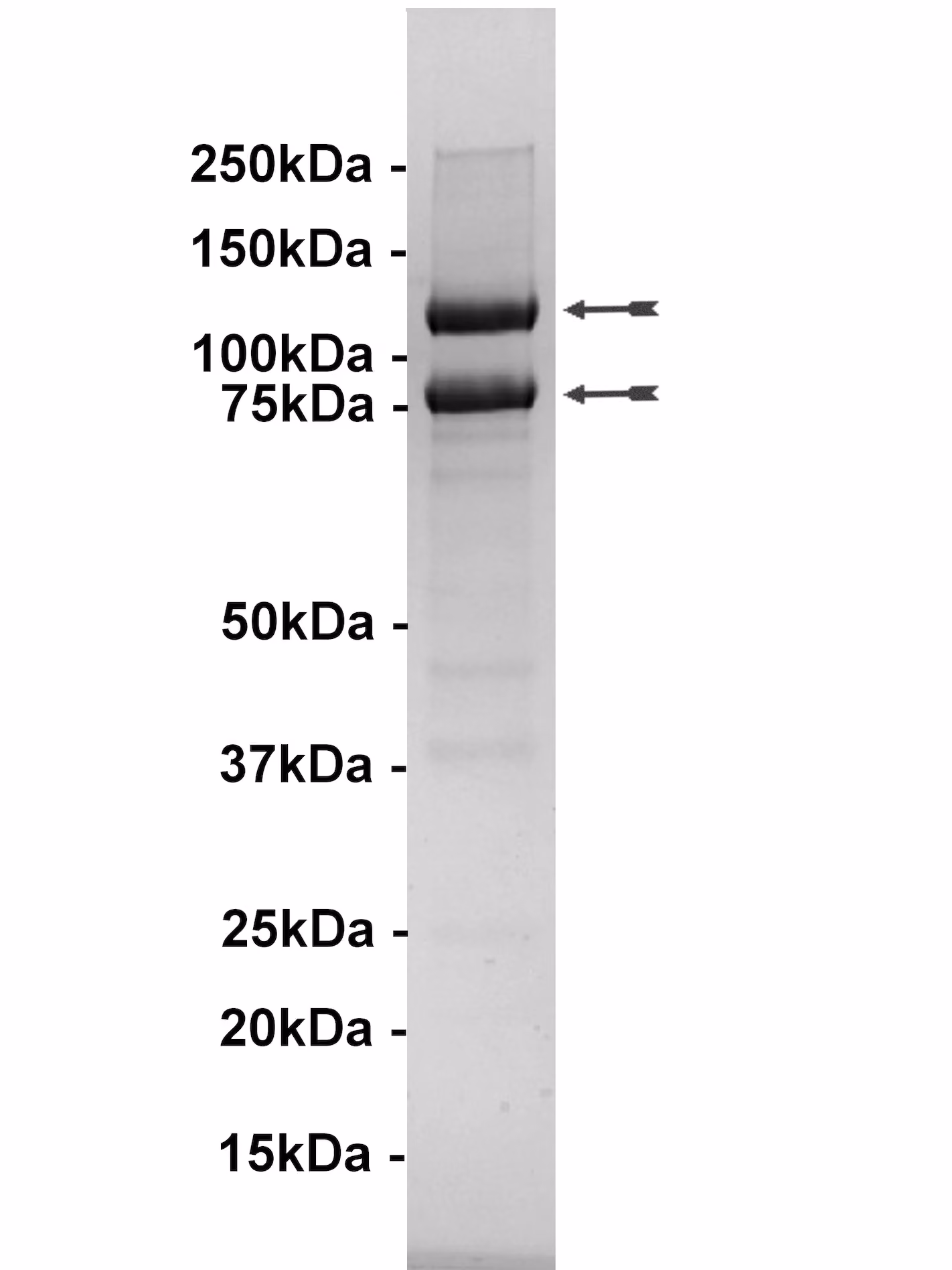 PI3 Kinase (p110α/p85α), active Human Recombinant Kinase Protein