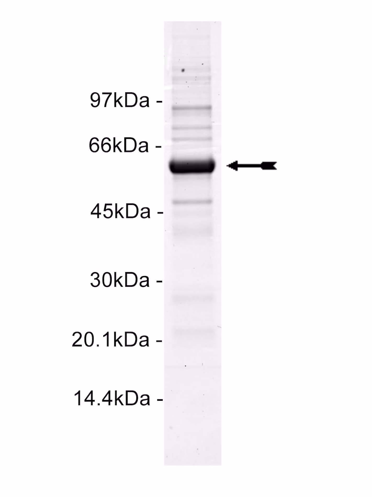 IRAK4, active Human Recombinant Kinase Protein