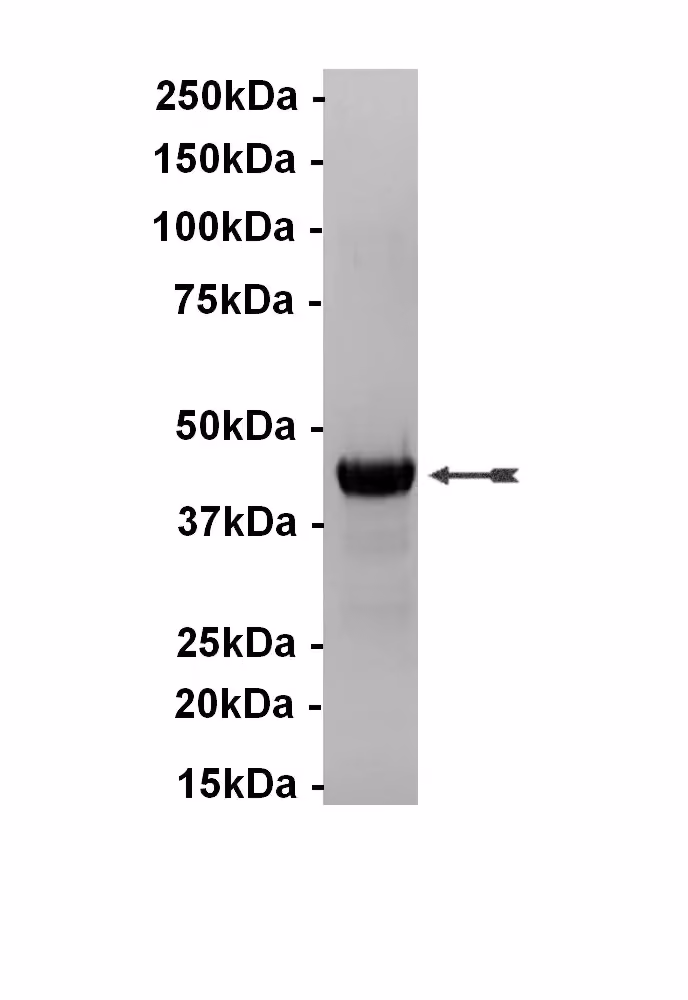 14-594