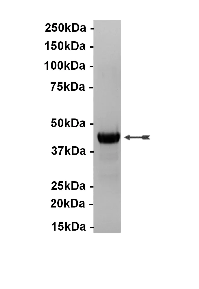 14-594