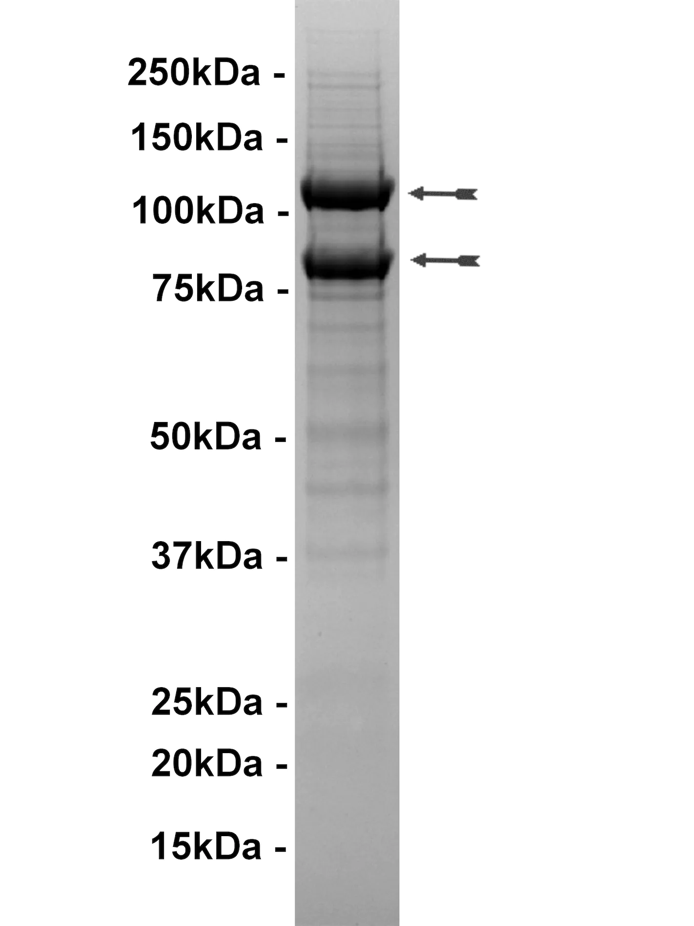 PI3 Kinase (p110δ/p85α), active Human Recombinant Kinase Protein