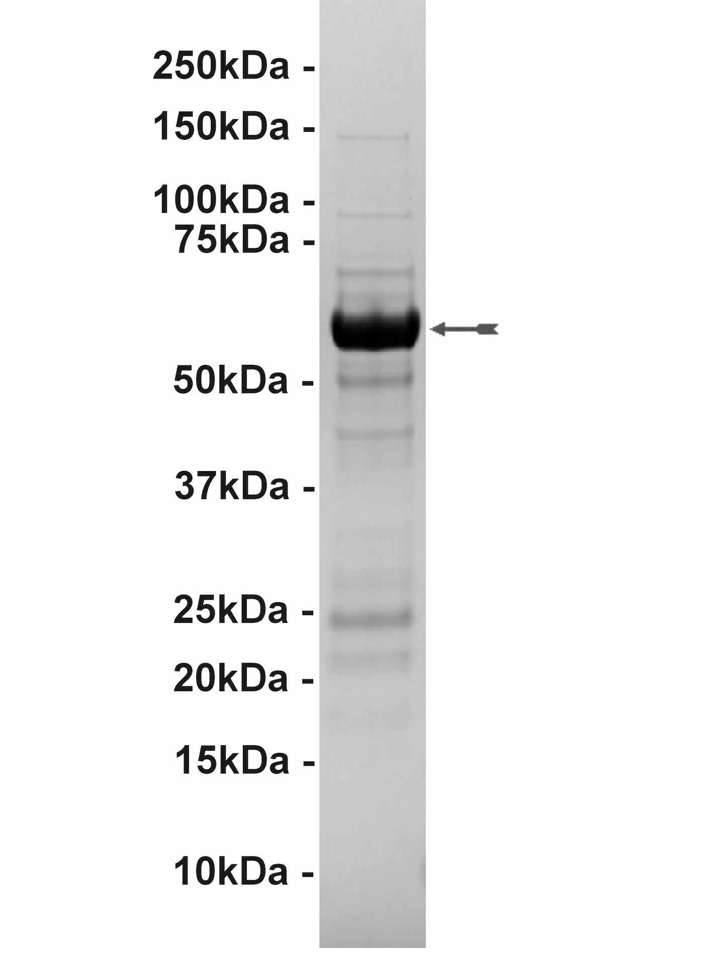 ASK1, active Human Recombinant Kinase Protein