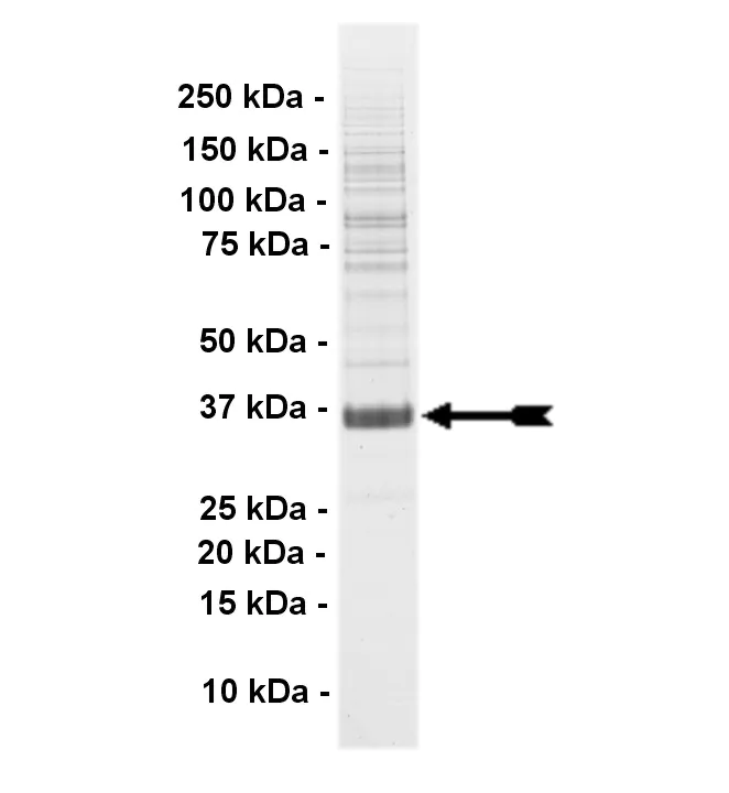 Fer, active Human Recombinant Kinase Protein
