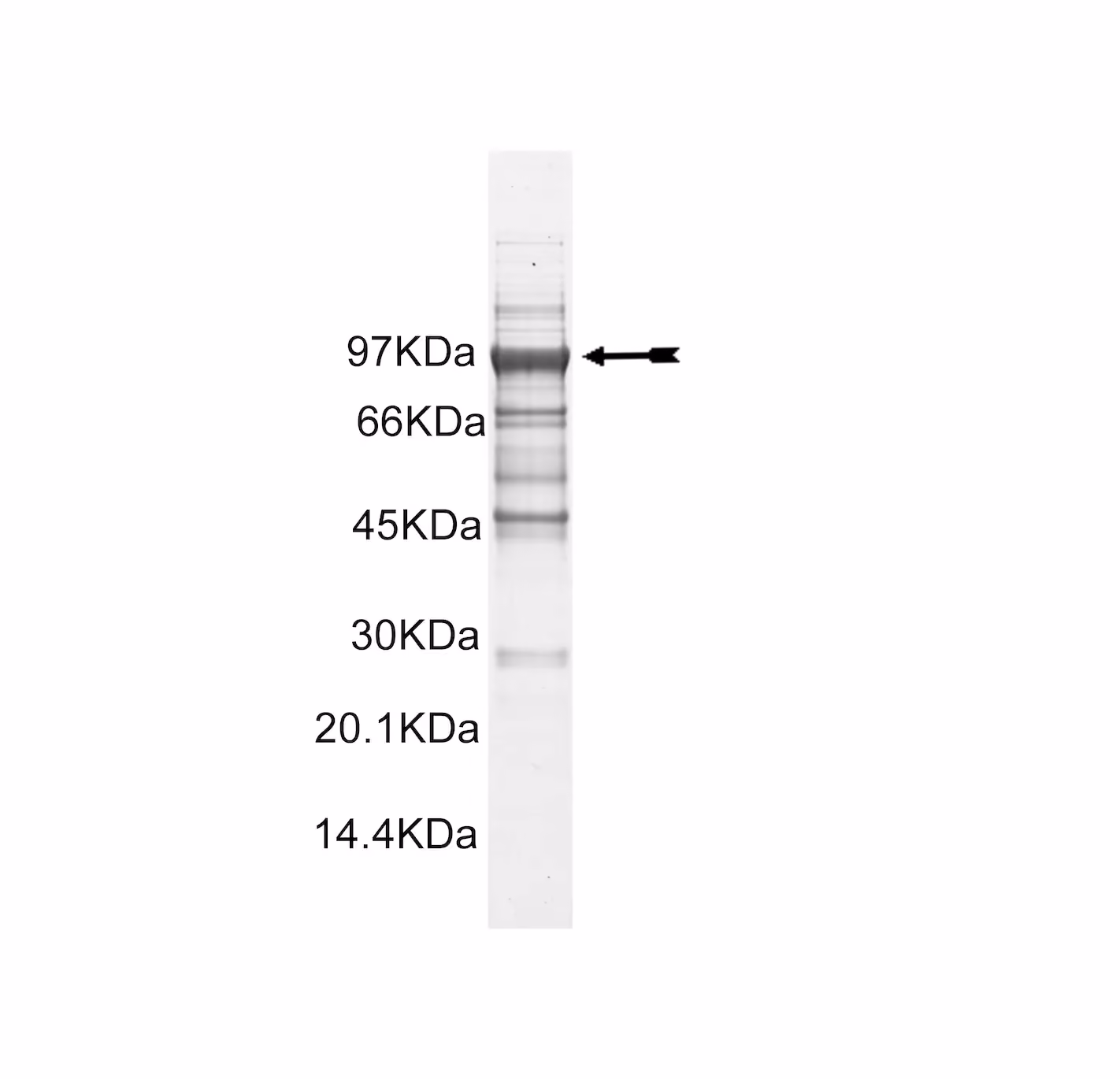 MSK2, active Human Recombinant Kinase Protein