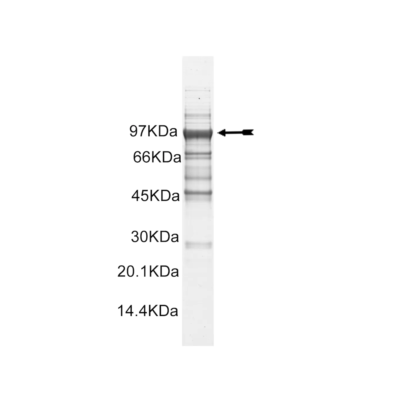 MSK2, active Human Recombinant Kinase Protein