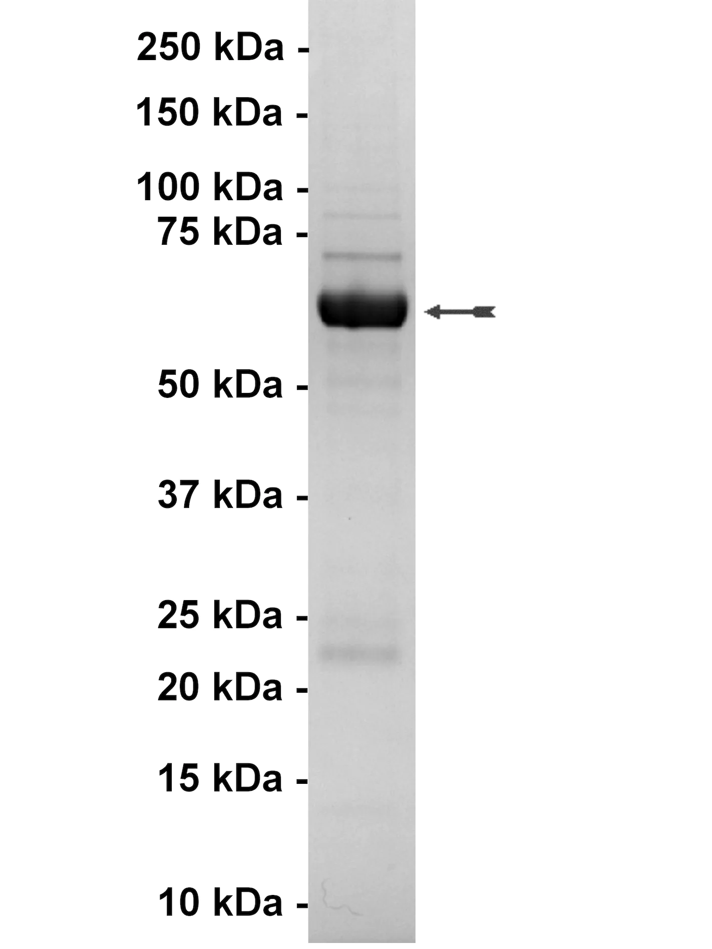 ALK4, active Human Recombinant Kinase Protein