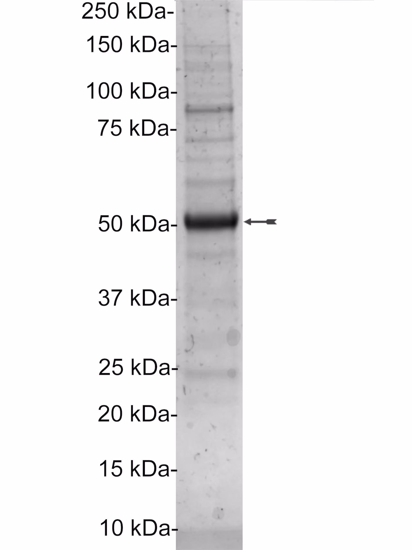 Brk, active Human Recombinant Kinase Protein
