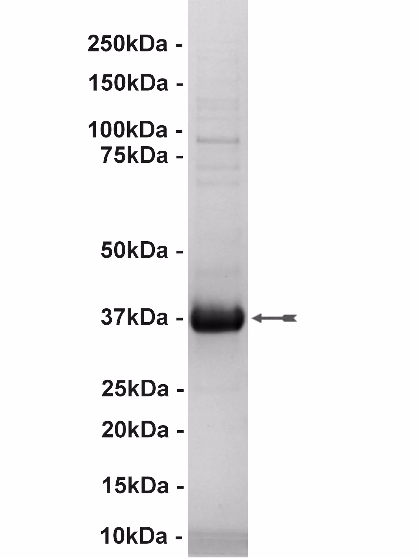 FGFR2, active Human Recombinant Kinase Protein