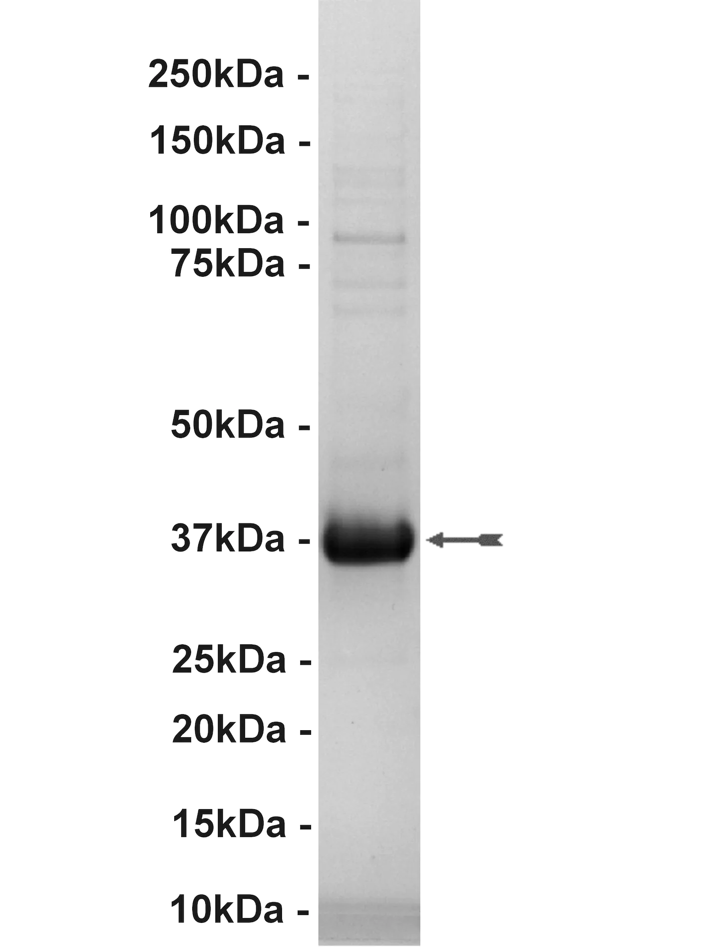 FGFR2, active Human Recombinant Kinase Protein