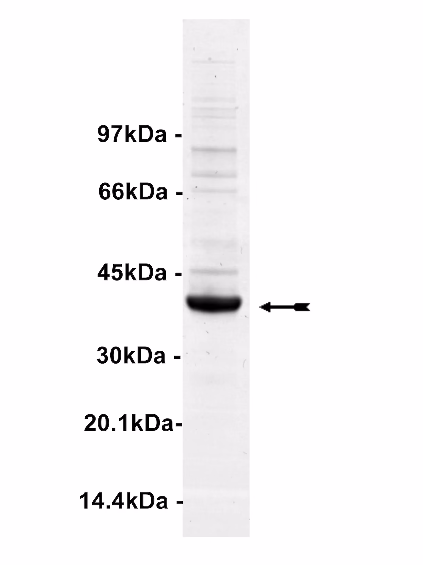MINK, active Human Recombinant Kinase Protein