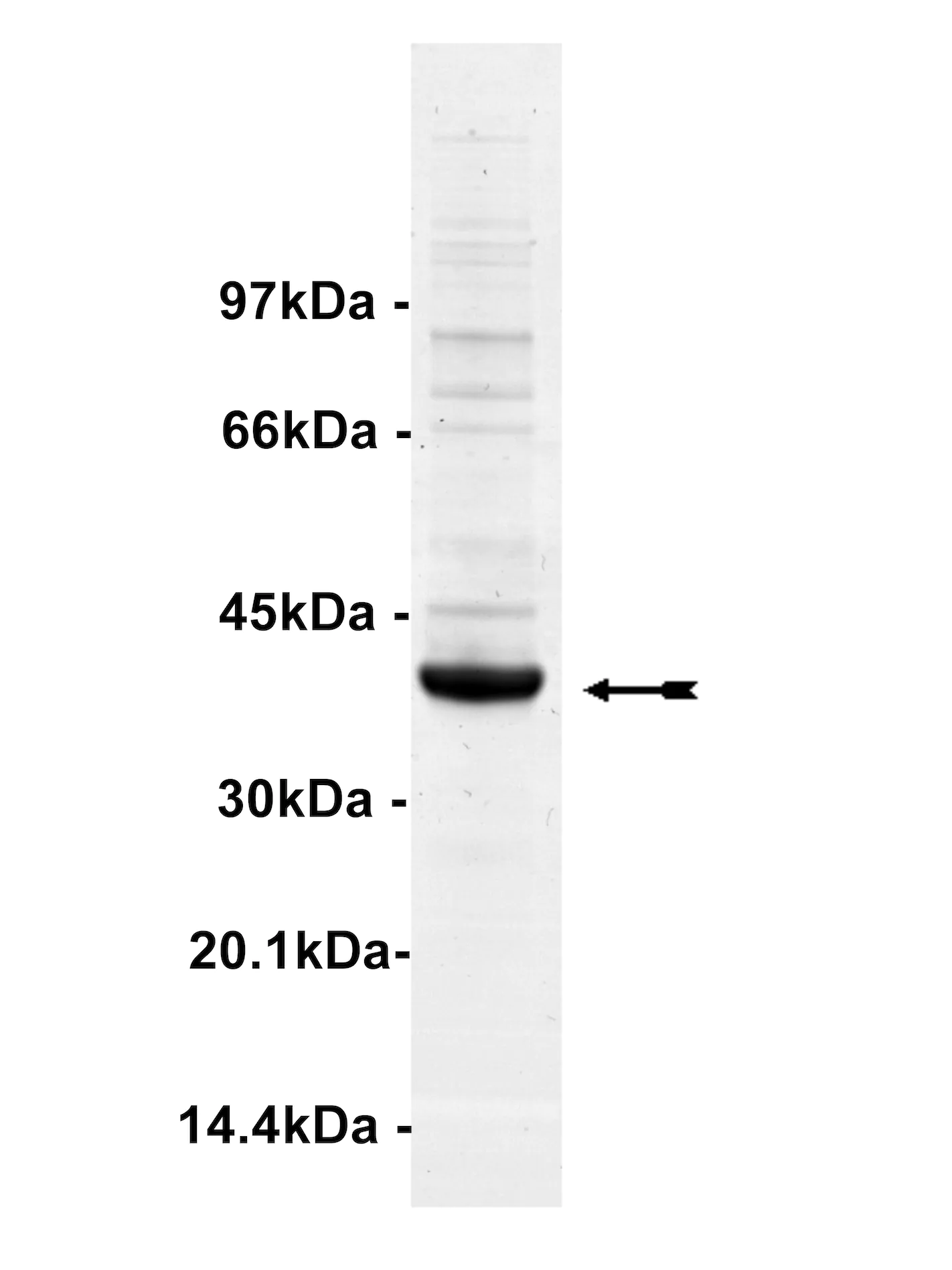 MINK, active Human Recombinant Kinase Protein