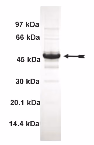 PRKX, active Human Recombinant Kinase Protein