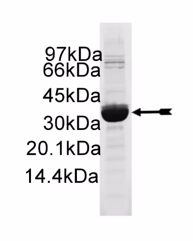 PAK5, active Human Recombinant Kinase Protein