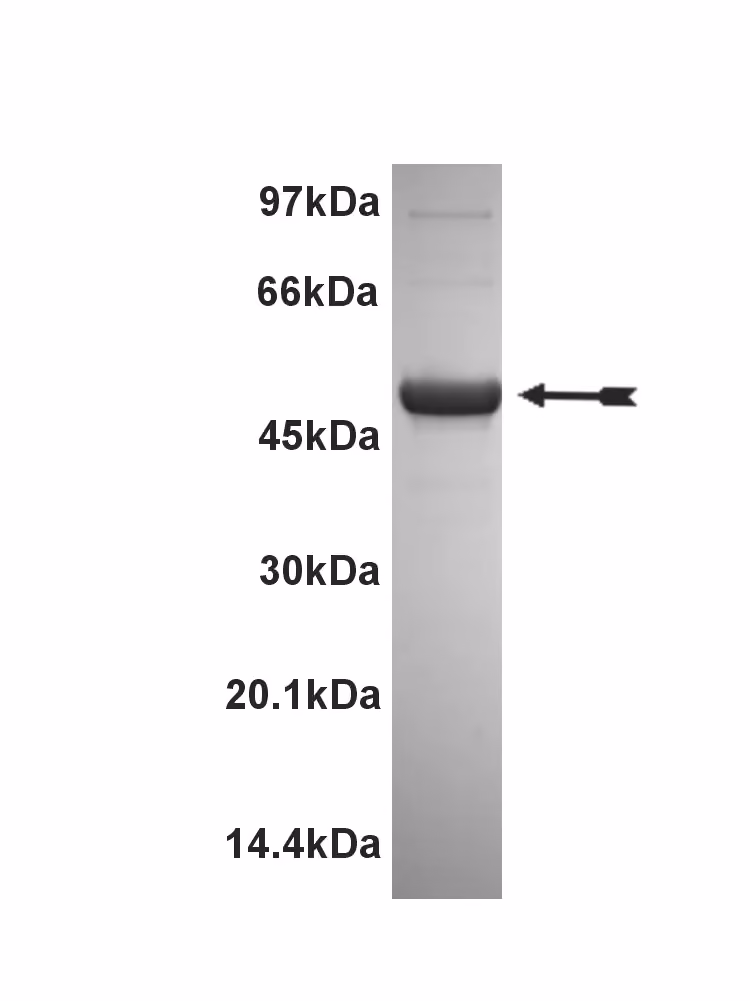 HIPK2, active Human Recombinant Kinase Protein