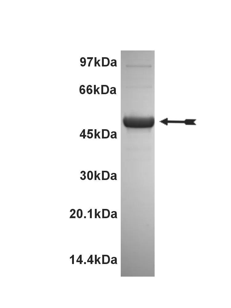 HIPK2, active Human Recombinant Kinase Protein