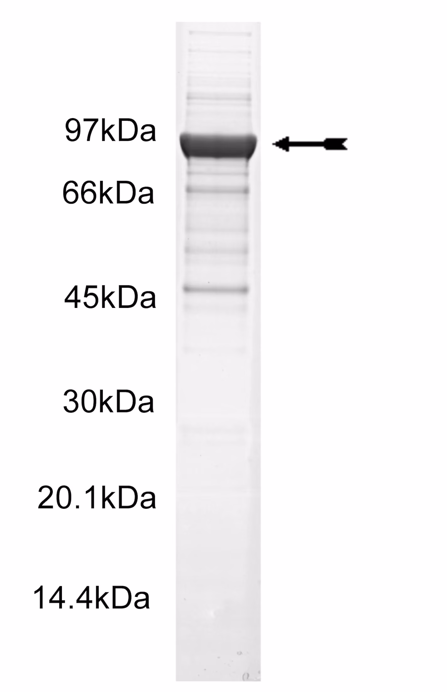 MSK2, unactive Human Recombinant Kinase Protein