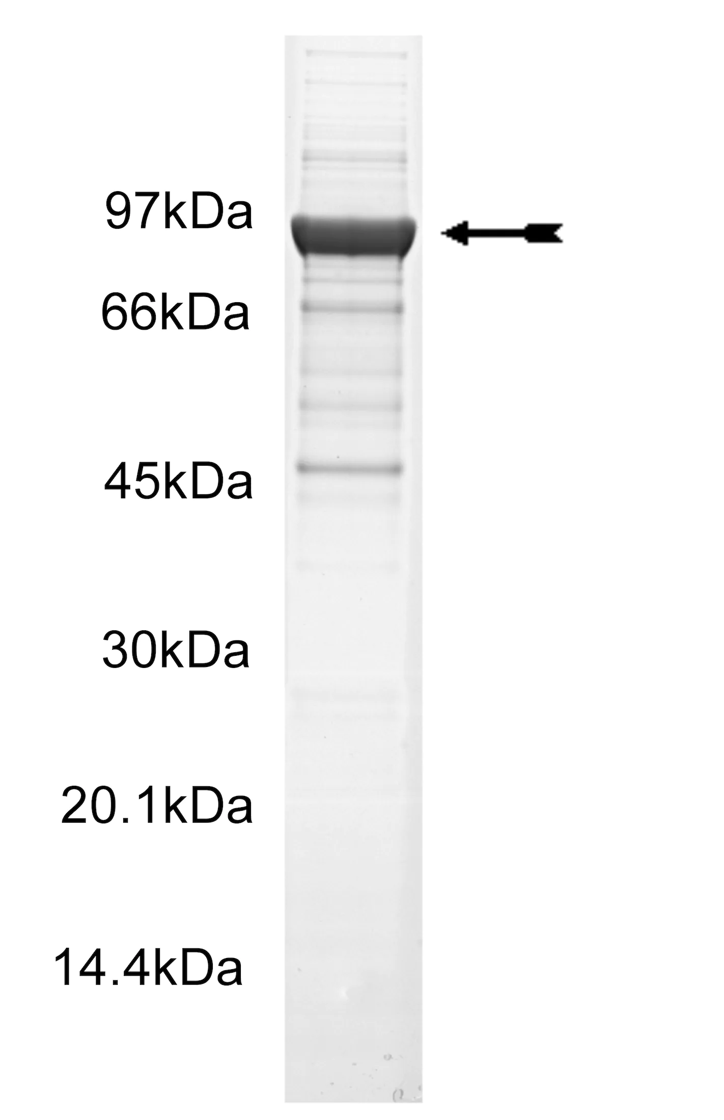 MSK2, unactive Human Recombinant Kinase Protein