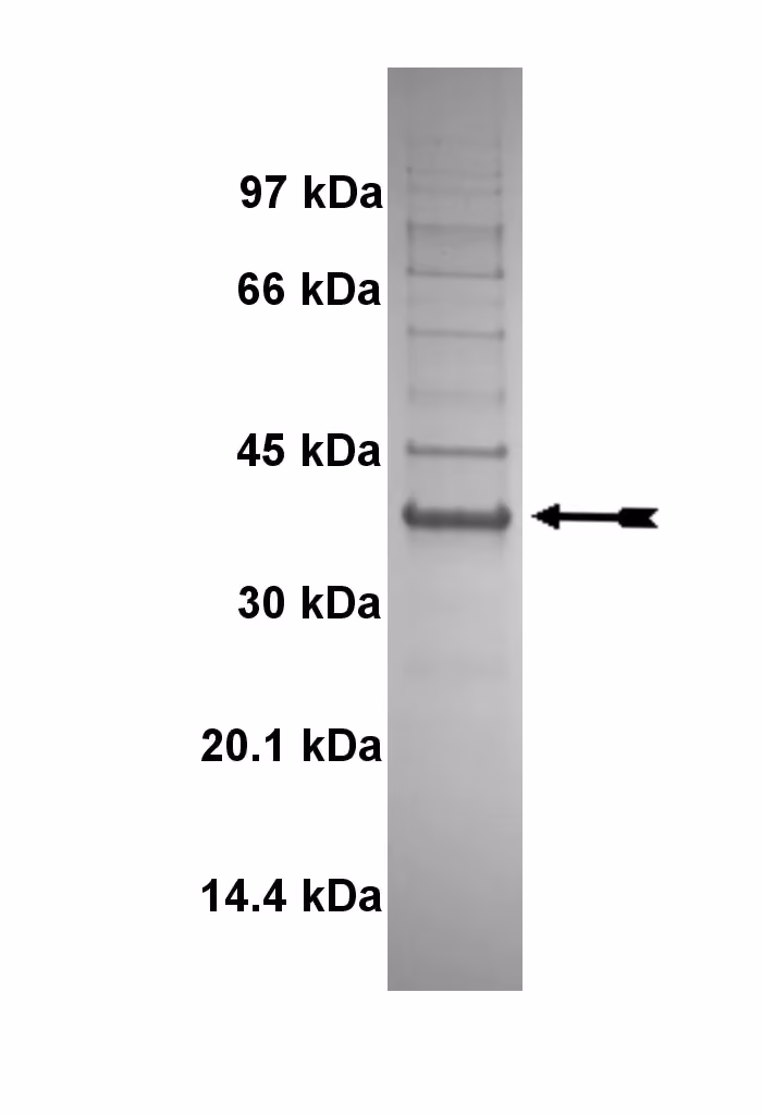 JAK3, active Human Recombinant Kinase Protein
