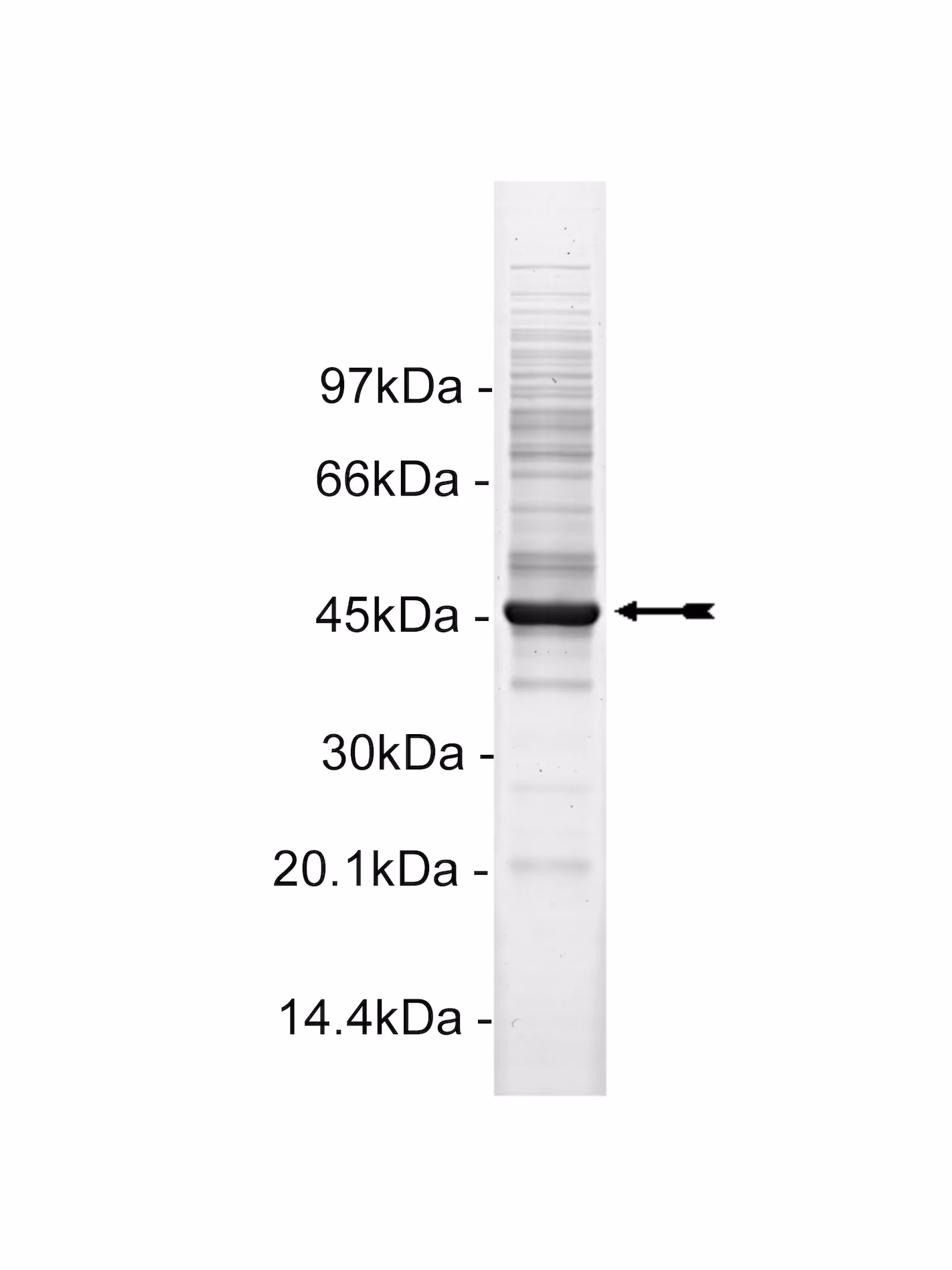 TSSK2, active Human Recombinant Kinase Protein