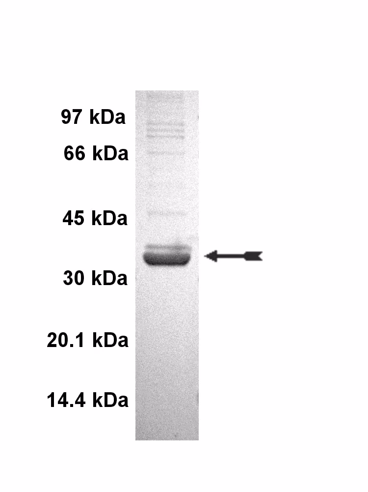 PAK6, active Human Recombinant Kinase Protein