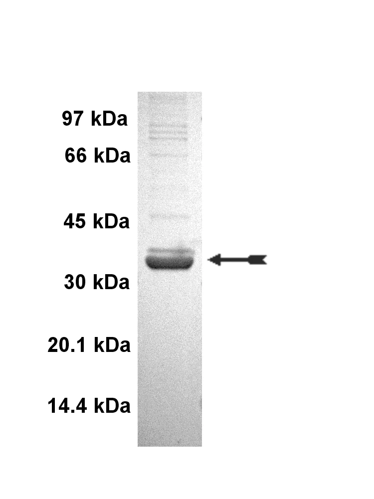 PAK6, active Human Recombinant Kinase Protein