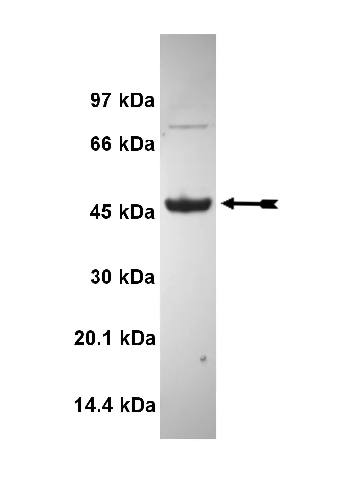 MLCK, active Human Recombinant Kinase Protein