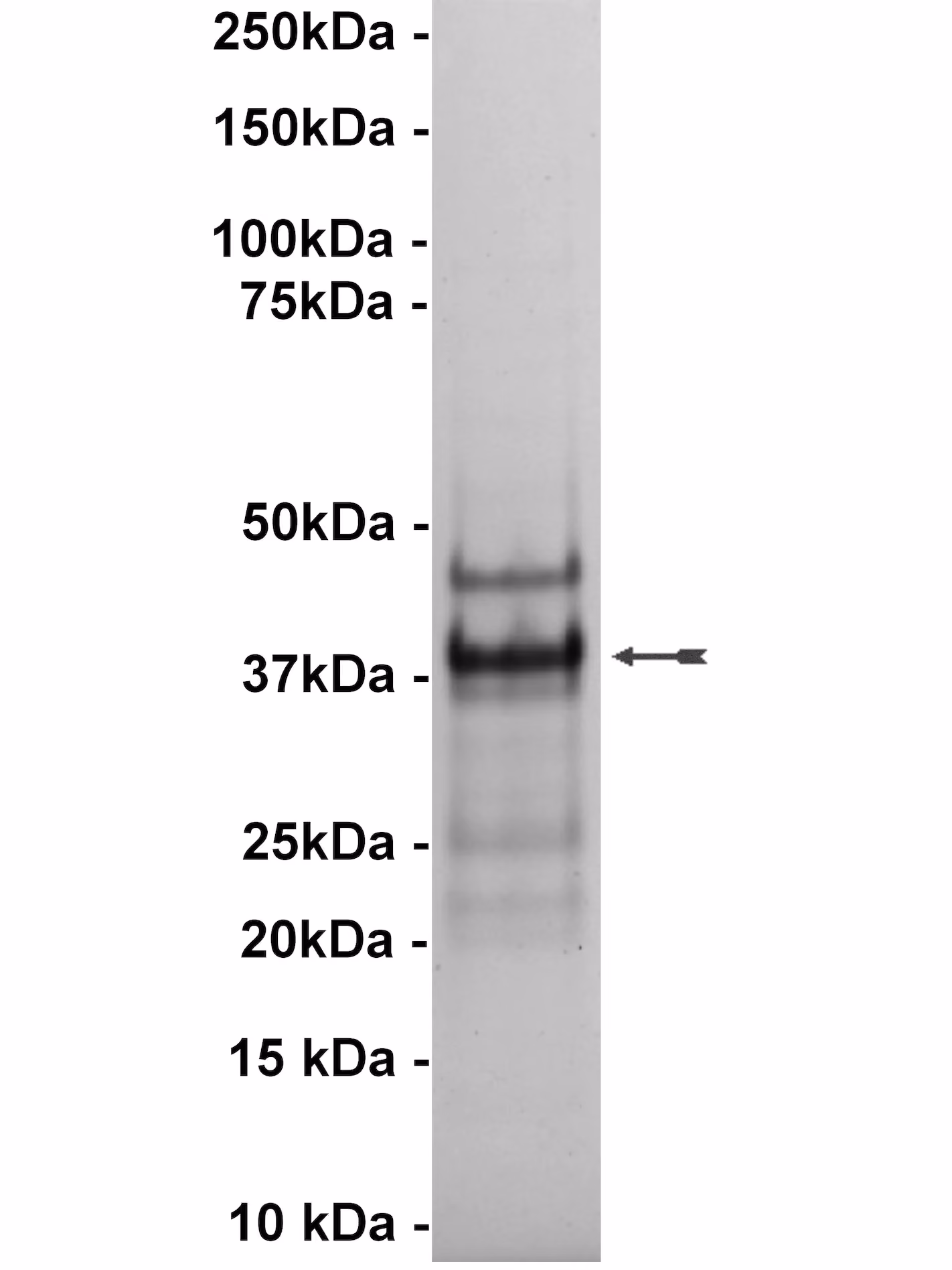 JAK2, active Human Recombinant Kinase Protein