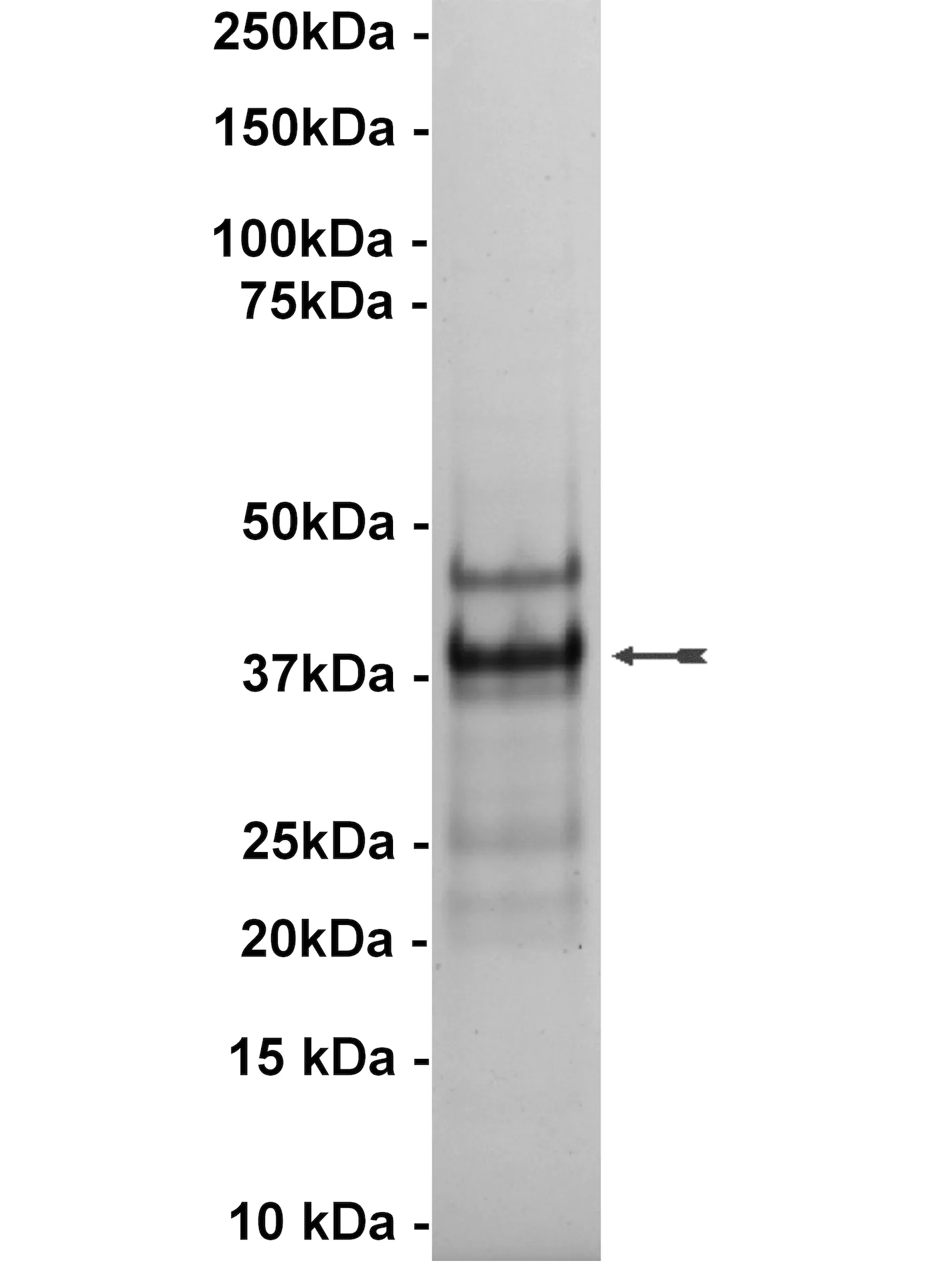 JAK2, active Human Recombinant Kinase Protein