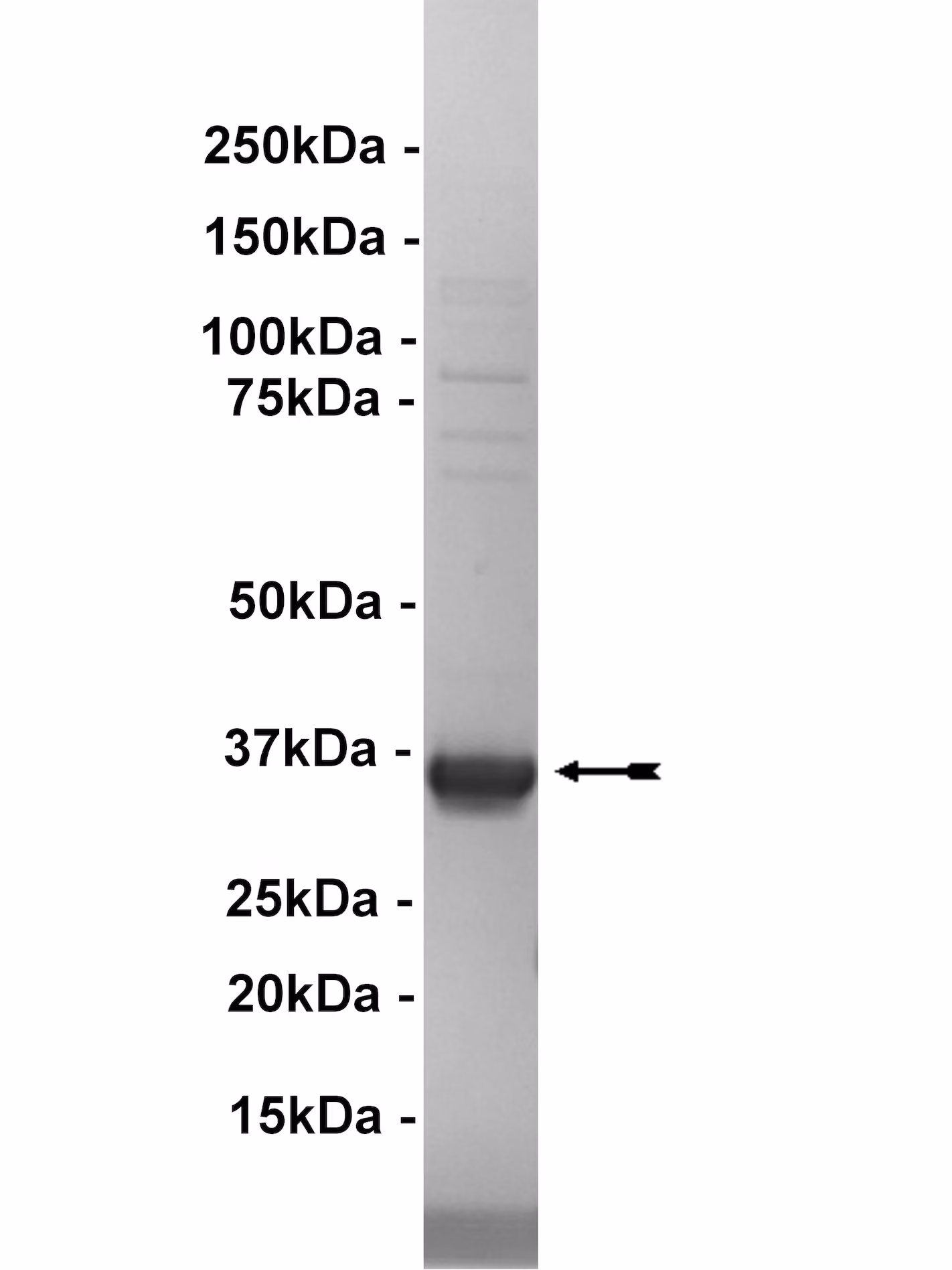 EphA5, active Human Recombinant Kinase Protein