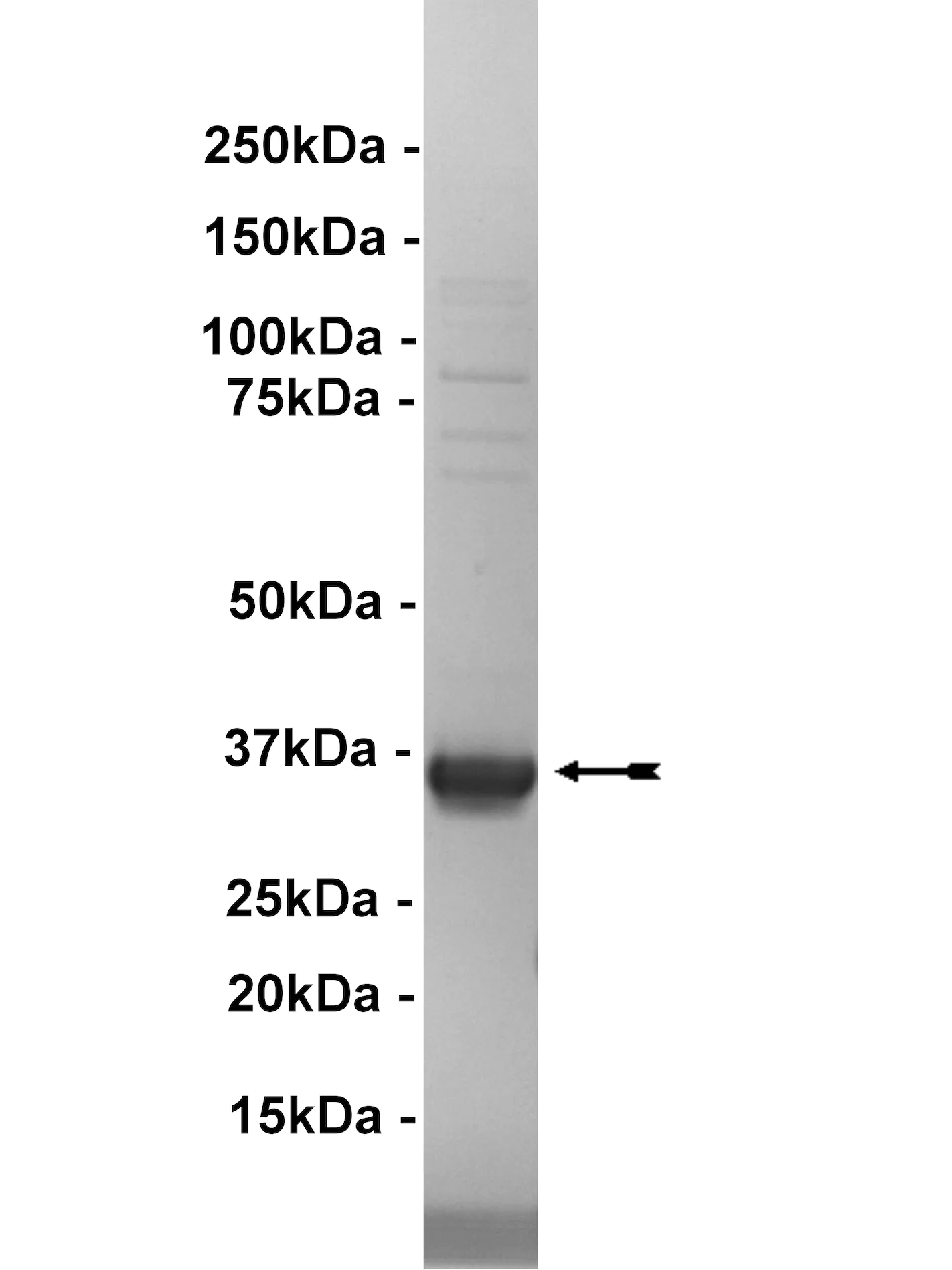 EphA5, active Human Recombinant Kinase Protein