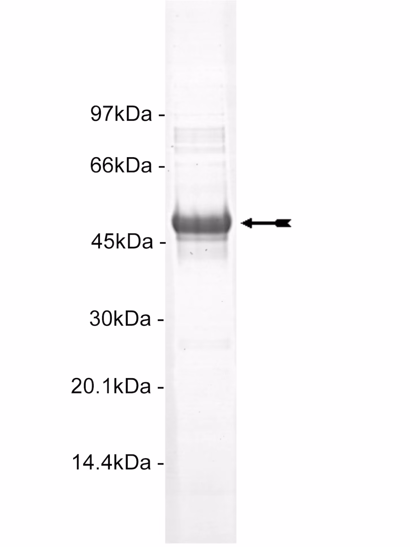 SGK3, active Human Recombinant Kinase Protein