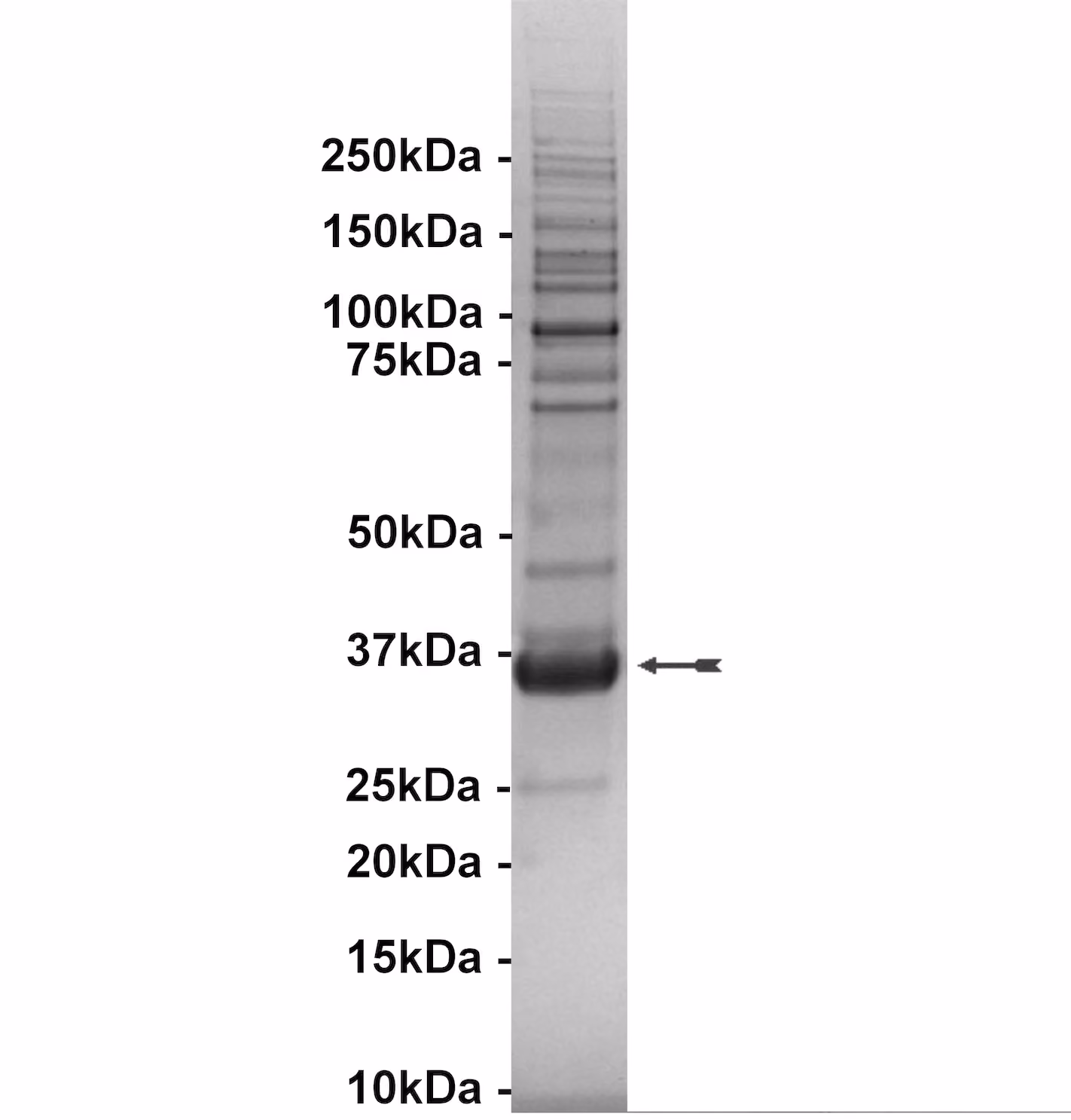 IRR, active Human Recombinant Kinase Protein