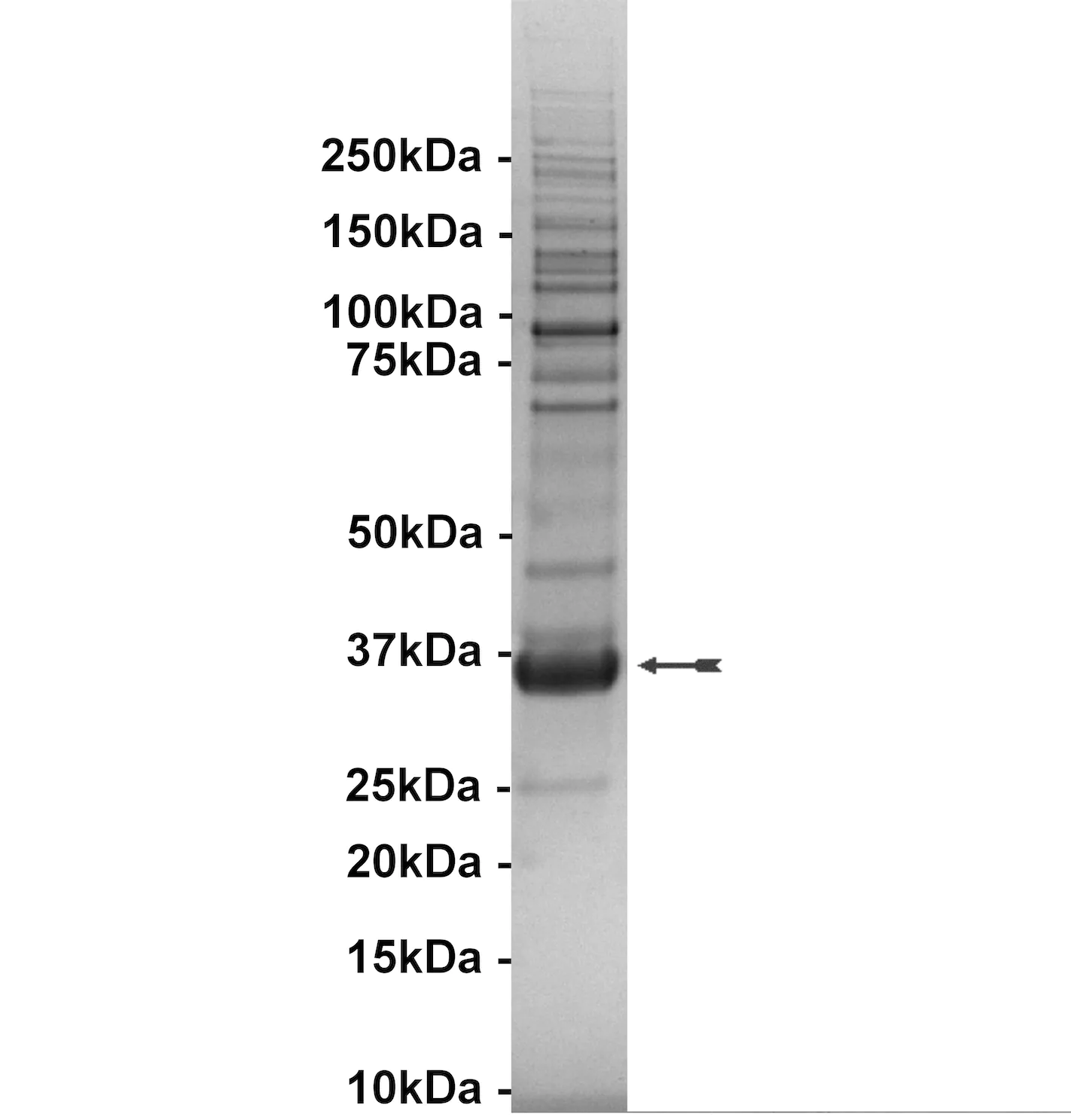 IRR, active Human Recombinant Kinase Protein