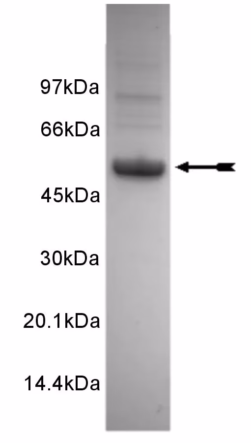EphA3, active Human Recombinant Kinase Protein