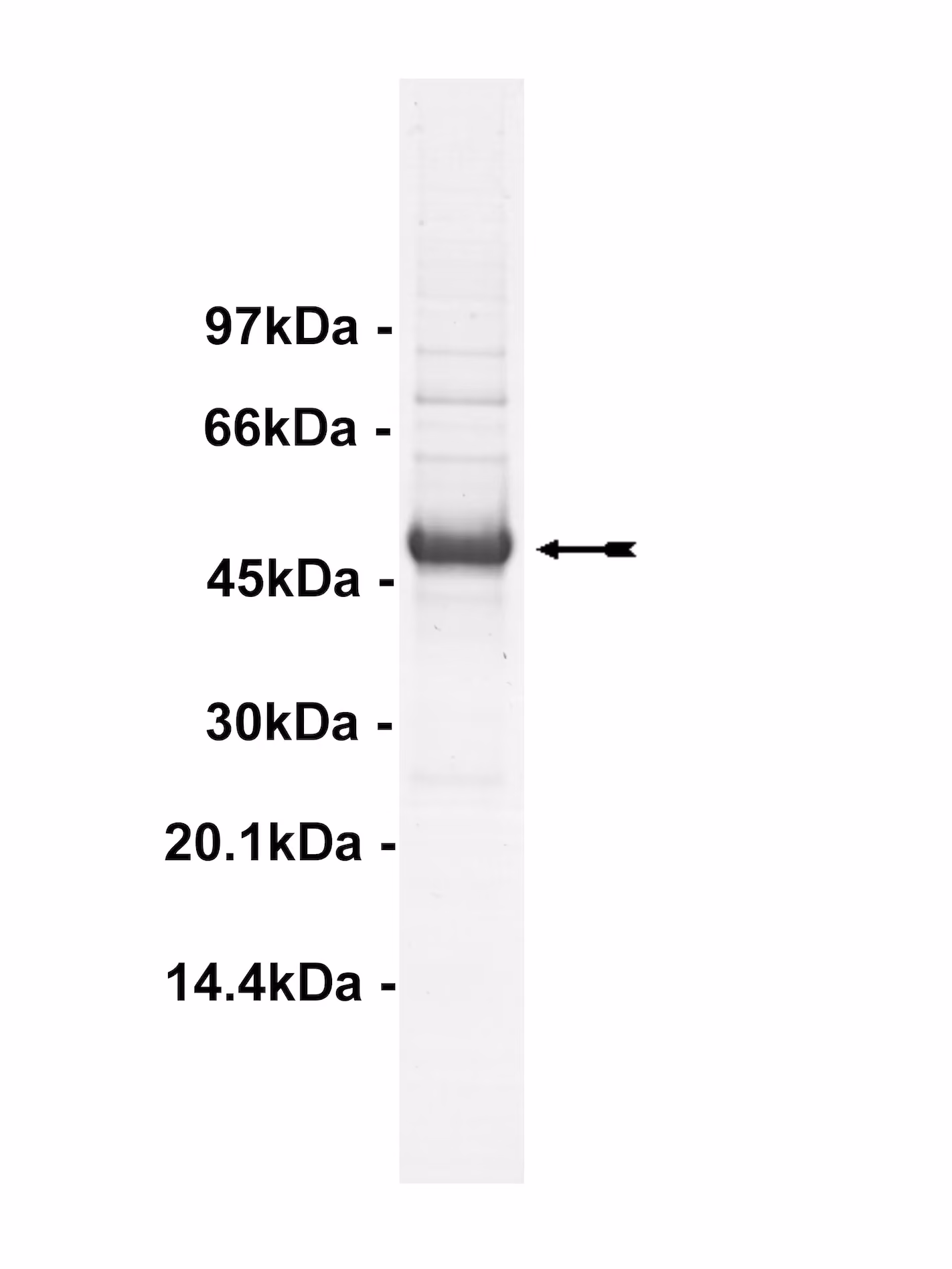 SGK3, unactive Human Recombinant Kinase Protein