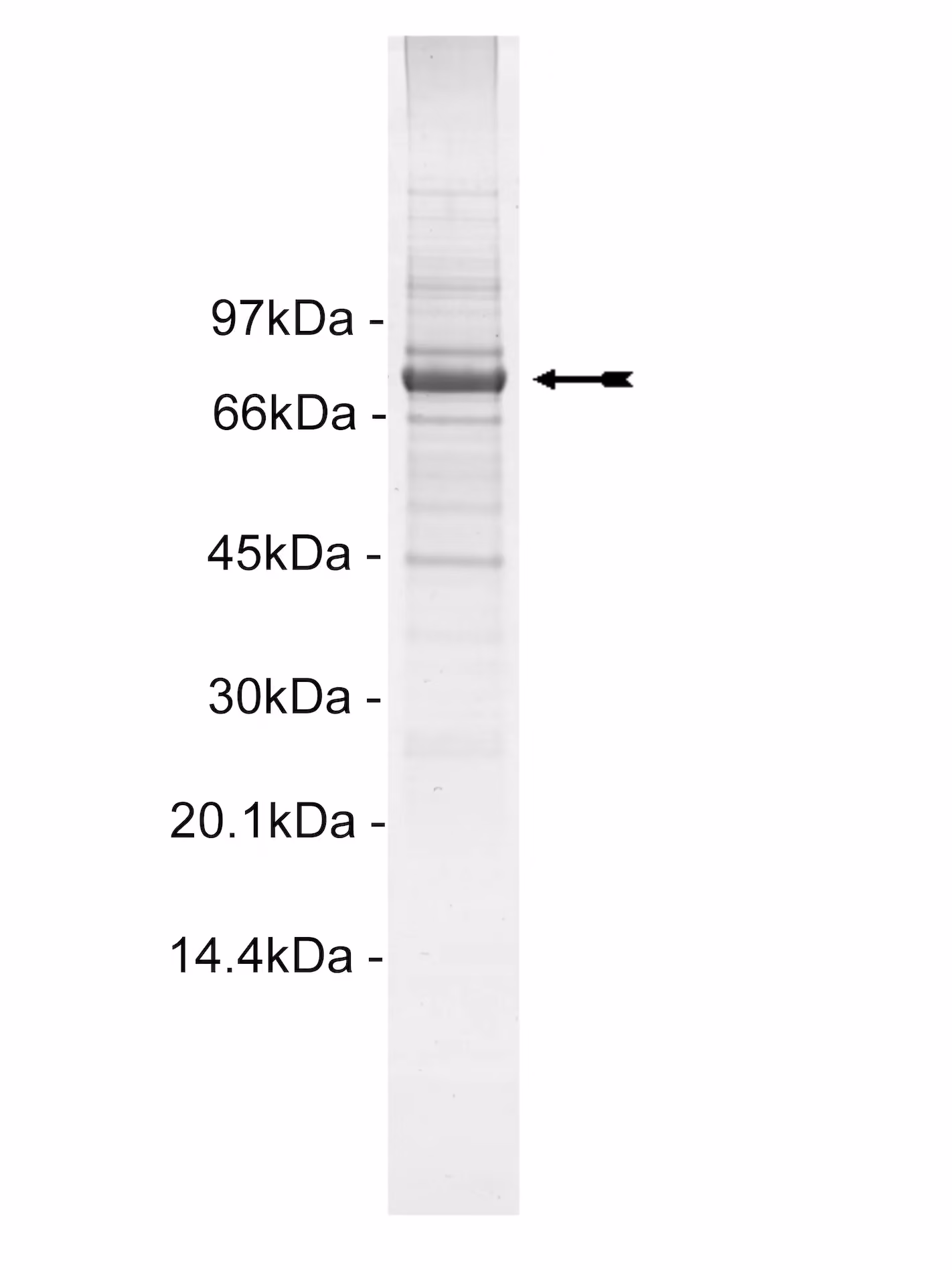 PKG1β, active Human Recombinant Kinase Protein