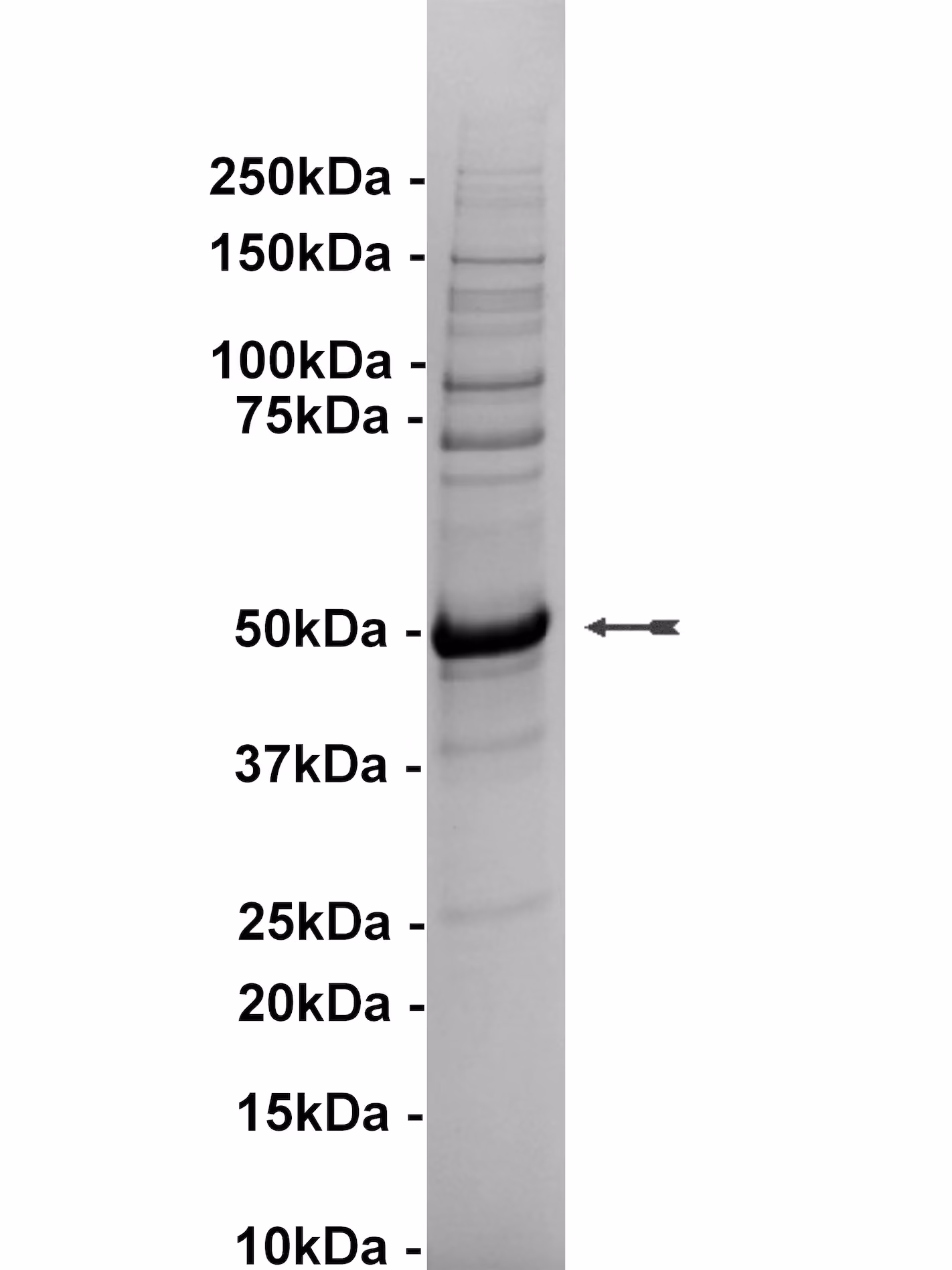 EphA1, active Human Recombinant Kinase Protein