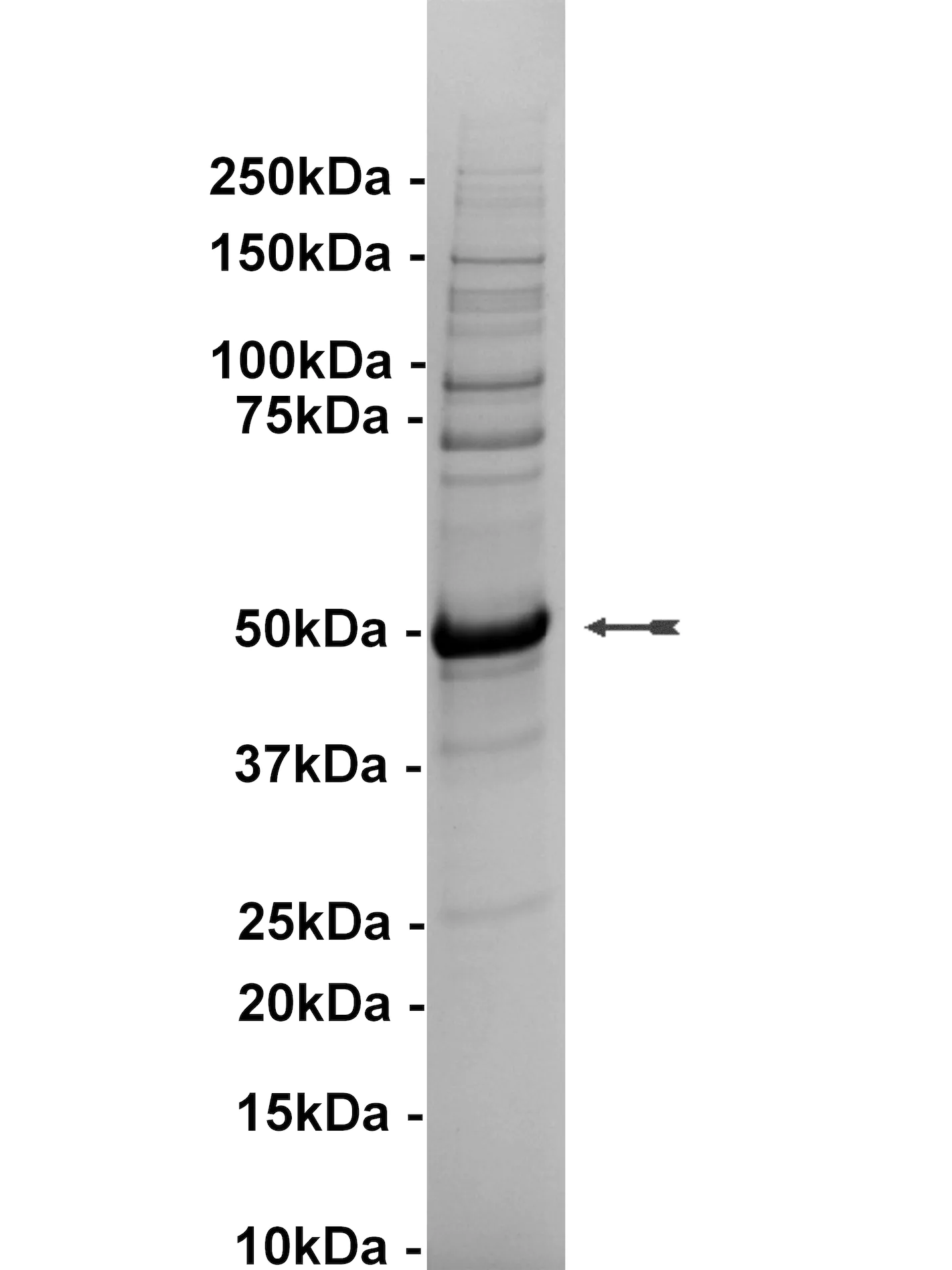 EphA1, active Human Recombinant Kinase Protein