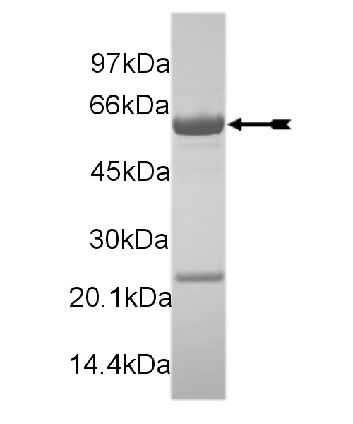 Mer, active Human Recombinant Kinase Protein