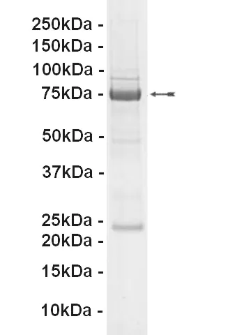 c-Kit (V560G), active Human Recombinant Kinase Protein
