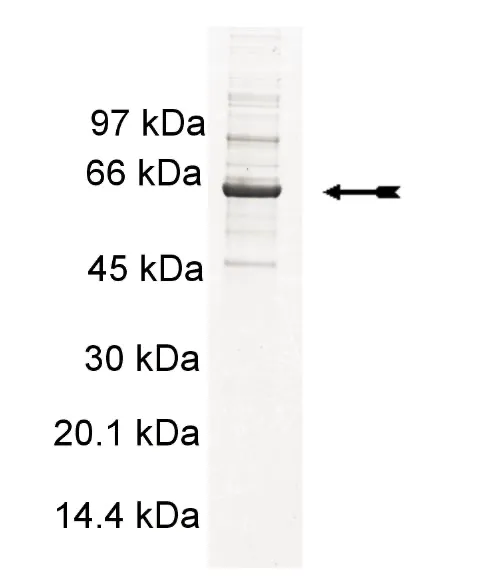 PDGFRα (550-end, V561D), active Human Recombinant Kinase Protein