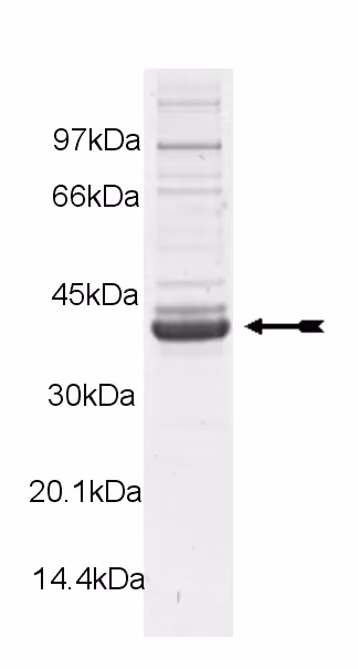 PIM3, active Human Recombinant Kinase Protein