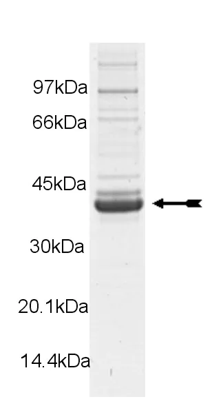PIM3, active Human Recombinant Kinase Protein